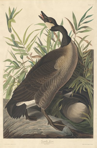 Kanada kazı by Robert Havell after John James Audubon