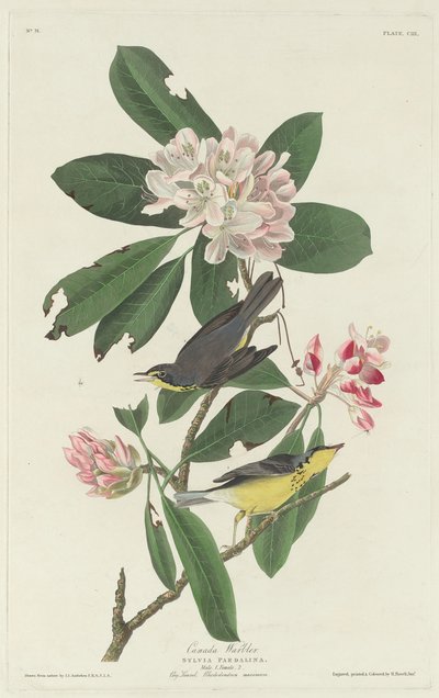 kanada ötleğen by Robert Havell after John James Audubon