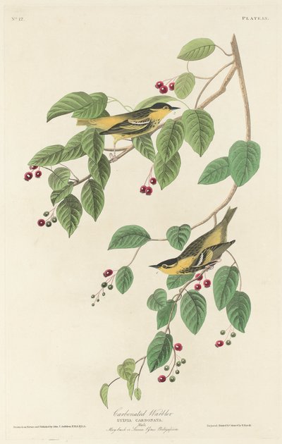 karbonatlı ötleğen by Robert Havell after John James Audubon