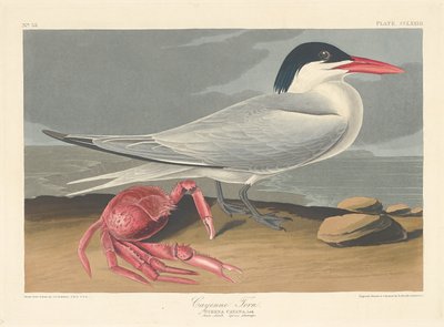 kırmızı sumru by Robert Havell after John James Audubon