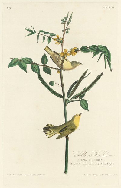 çocuk ötleğen by Robert Havell after John James Audubon