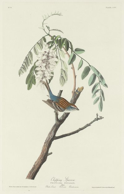yontma serçesi by Robert Havell after John James Audubon