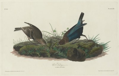 inek kiraz kuşu by Robert Havell after John James Audubon
