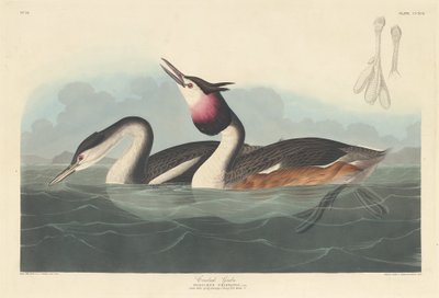 tepeli bataklık by Robert Havell after John James Audubon