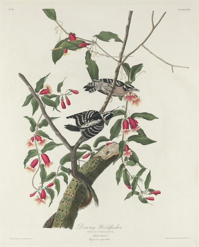 tüylü ağaçkakan by Robert Havell after John James Audubon