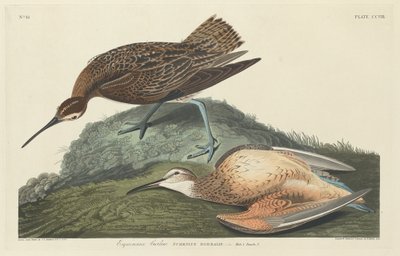 Curlew Eskimolar by Robert Havell after John James Audubon