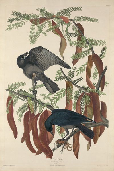 balık kargası by Robert Havell after John James Audubon