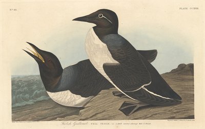 aptal Guillemot by Robert Havell after John James Audubon