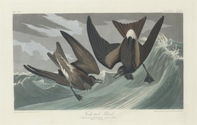 çatal kuyruklu kuş by Robert Havell after John James Audubon