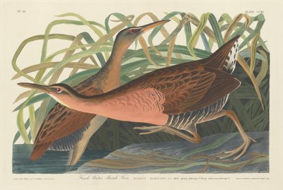 Tatlı Su Bataklığı Tavuğu by Robert Havell after John James Audubon