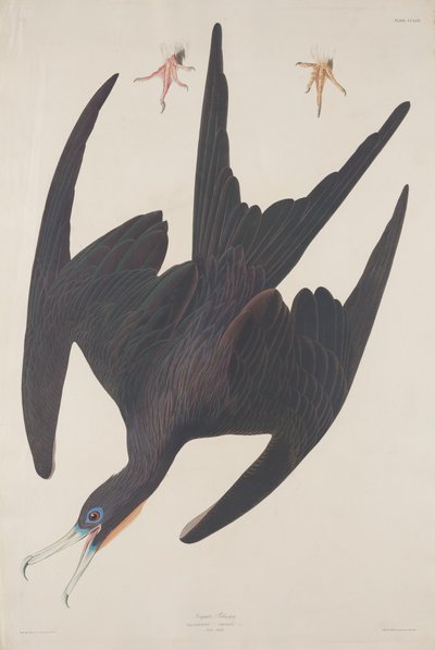 Fırkateyn Pelikan by Robert Havell after John James Audubon