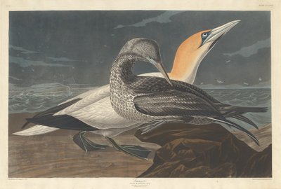 sümsük kuşu by Robert Havell after John James Audubon