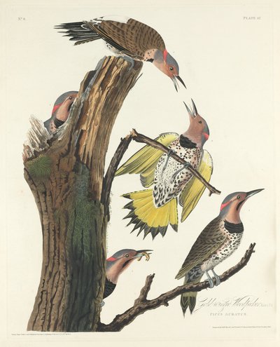 Altın kanatlı ağaçkakan by Robert Havell after John James Audubon