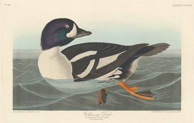 Altın gözlü ördek by Robert Havell after John James Audubon