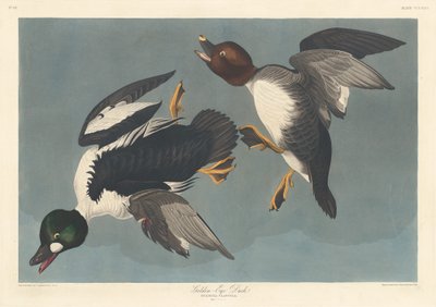 Altın gözlü ördek by Robert Havell after John James Audubon