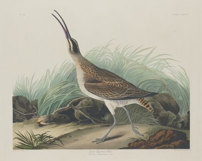 Büyük Curlew Eskimolar by Robert Havell after John James Audubon