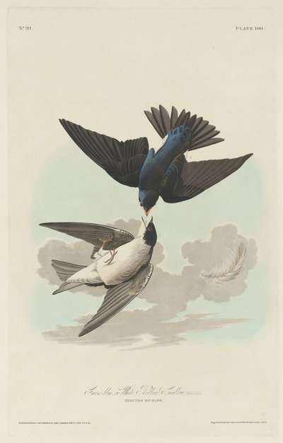 Yeşil-mavi veya Beyaz karınlı Kırlangıç by Robert Havell after John James Audubon