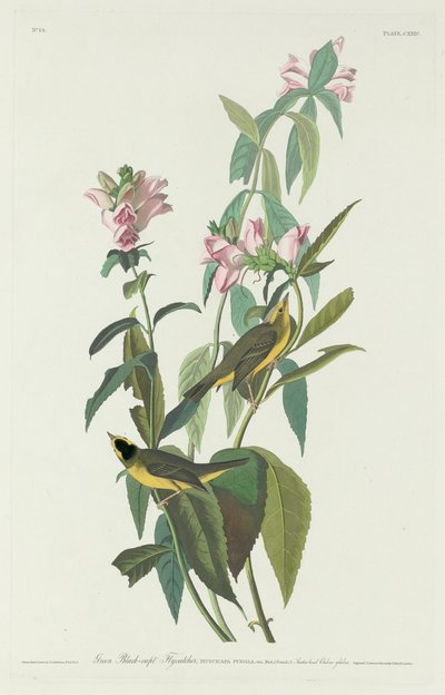 Yeşil Siyah-Kaptan Sinekkapan by Robert Havell after John James Audubon