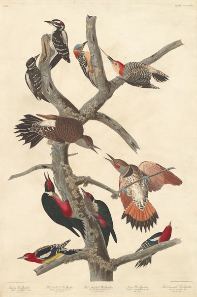 kıllı ağaçkakan by Robert Havell after John James Audubon