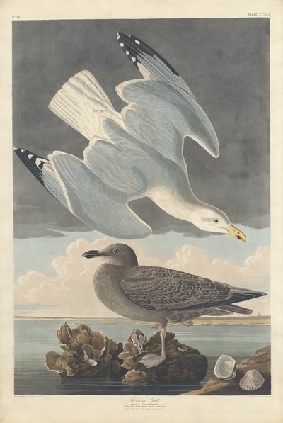 ringa martı by Robert Havell after John James Audubon