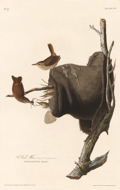 ev çalıkuşu by Robert Havell after John James Audubon
