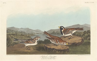 Laponya Longspur by Robert Havell after John James Audubon
