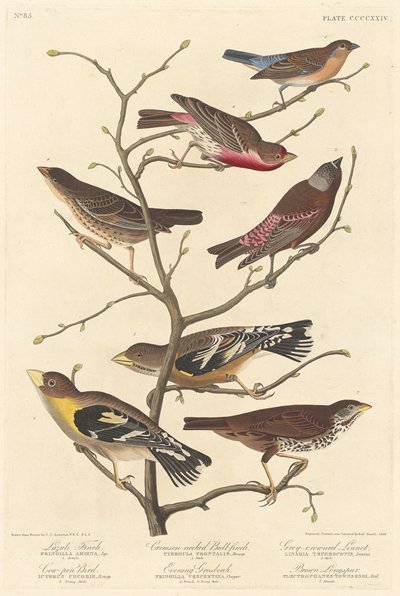 lazuli ispinozu by Robert Havell after John James Audubon