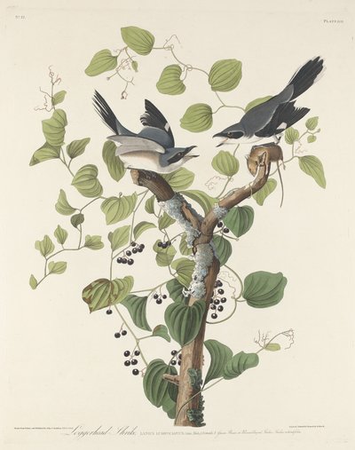 Caretta Shrike by Robert Havell after John James Audubon