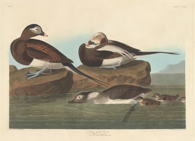 uzun kuyruklu ördek by Robert Havell after John James Audubon