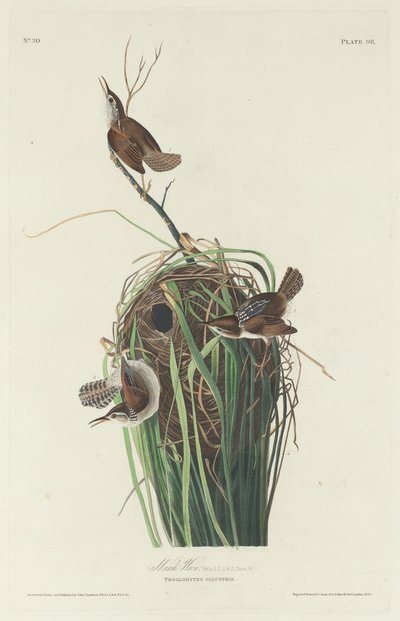bataklık çalıkuşu by Robert Havell after John James Audubon