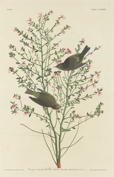 Turuncu taçlı ötleğen by Robert Havell after John James Audubon