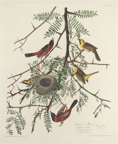 Meyve Bahçesi Sarımsak by Robert Havell after John James Audubon