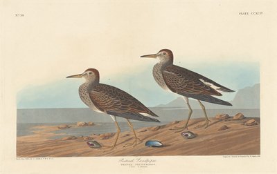 pektoral çulluk by Robert Havell after John James Audubon