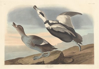alaca ördek by Robert Havell after John James Audubon