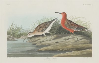 domuzcuk by Robert Havell after John James Audubon