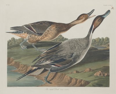 İğne Kuyruklu Ördek by Robert Havell after John James Audubon