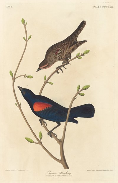 çayır sığırcığı by Robert Havell after John James Audubon