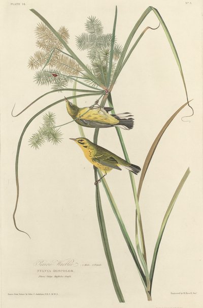 çayır ötleğen by Robert Havell after John James Audubon