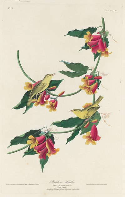 Rathbone Ötleğen by Robert Havell after John James Audubon