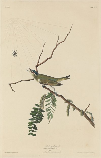 Kırmızı Gözlü Vireo by Robert Havell after John James Audubon
