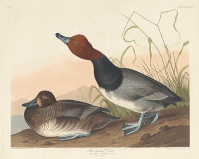 Kızıl Başlı Ördek by Robert Havell after John James Audubon
