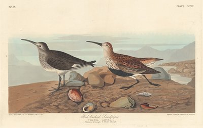 Kızıl Sırtlı Sandpiper by Robert Havell after John James Audubon