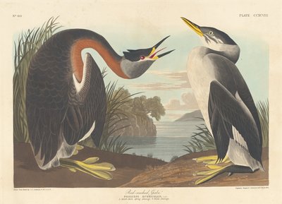 Kızıl boyunlu batağan by Robert Havell after John James Audubon