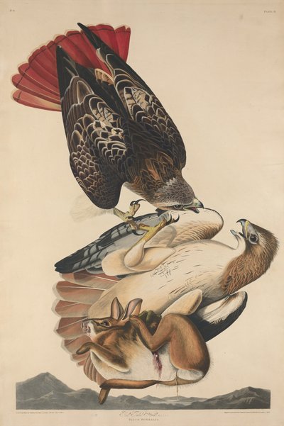 Kırmızı kuyruklu şahin by Robert Havell after John James Audubon