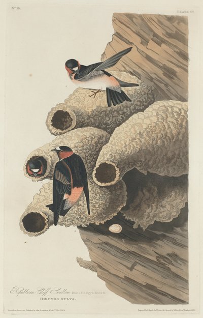 Cumhuriyetçi Cliff Kırlangıç by Robert Havell after John James Audubon
