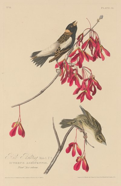 pirinç kiraz kuşu by Robert Havell after John James Audubon