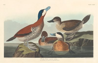 kırmızı ördek by Robert Havell after John James Audubon