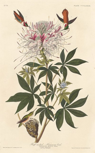 Ruff-boyunlu Sinekkuşu by Robert Havell after John James Audubon