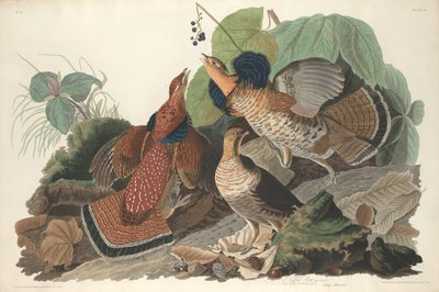 Fırfırlı Orman Tavuğu by Robert Havell after John James Audubon