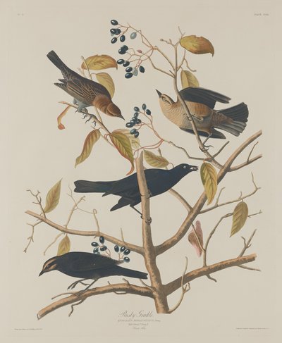 paslı grakle by Robert Havell after John James Audubon